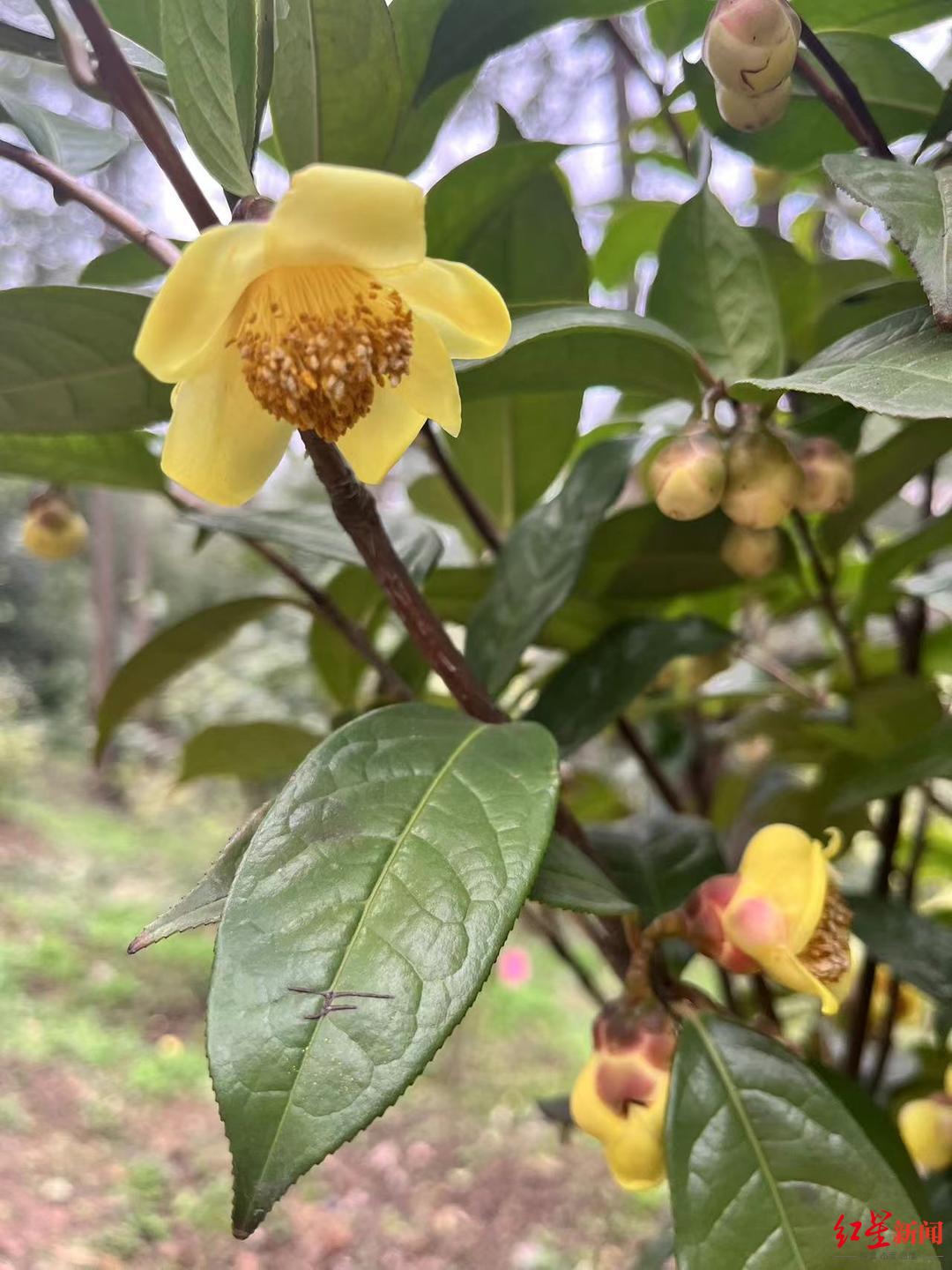 金花茶与金茶花区别图片