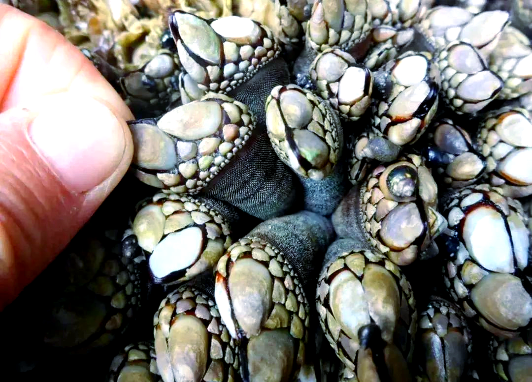 海龟面临威胁:探索全身藤壶的恐怖世界