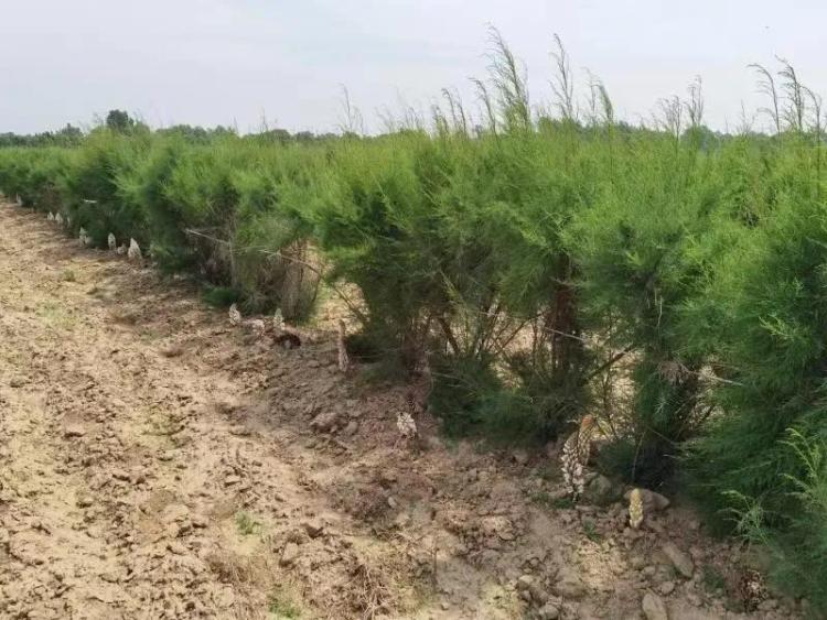 黄河三角洲遍地可见的柽柳,如今有了新用途