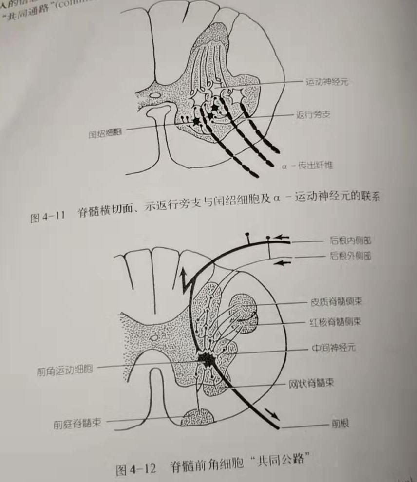 神经纤维横切面手绘图图片