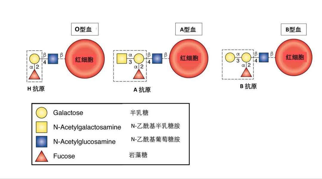 成都东区中医肿瘤医院左都华谈:肿瘤标志物种类及其临床意义?