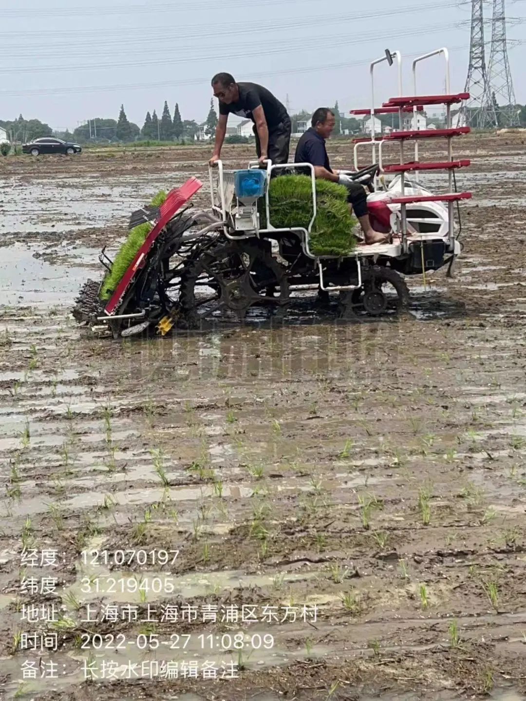 水稻播种时间图片