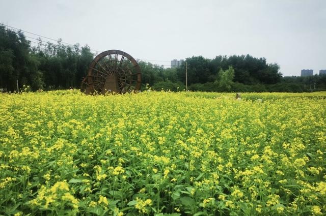 長春市:油菜花開美如畫,黃金花海醉人心