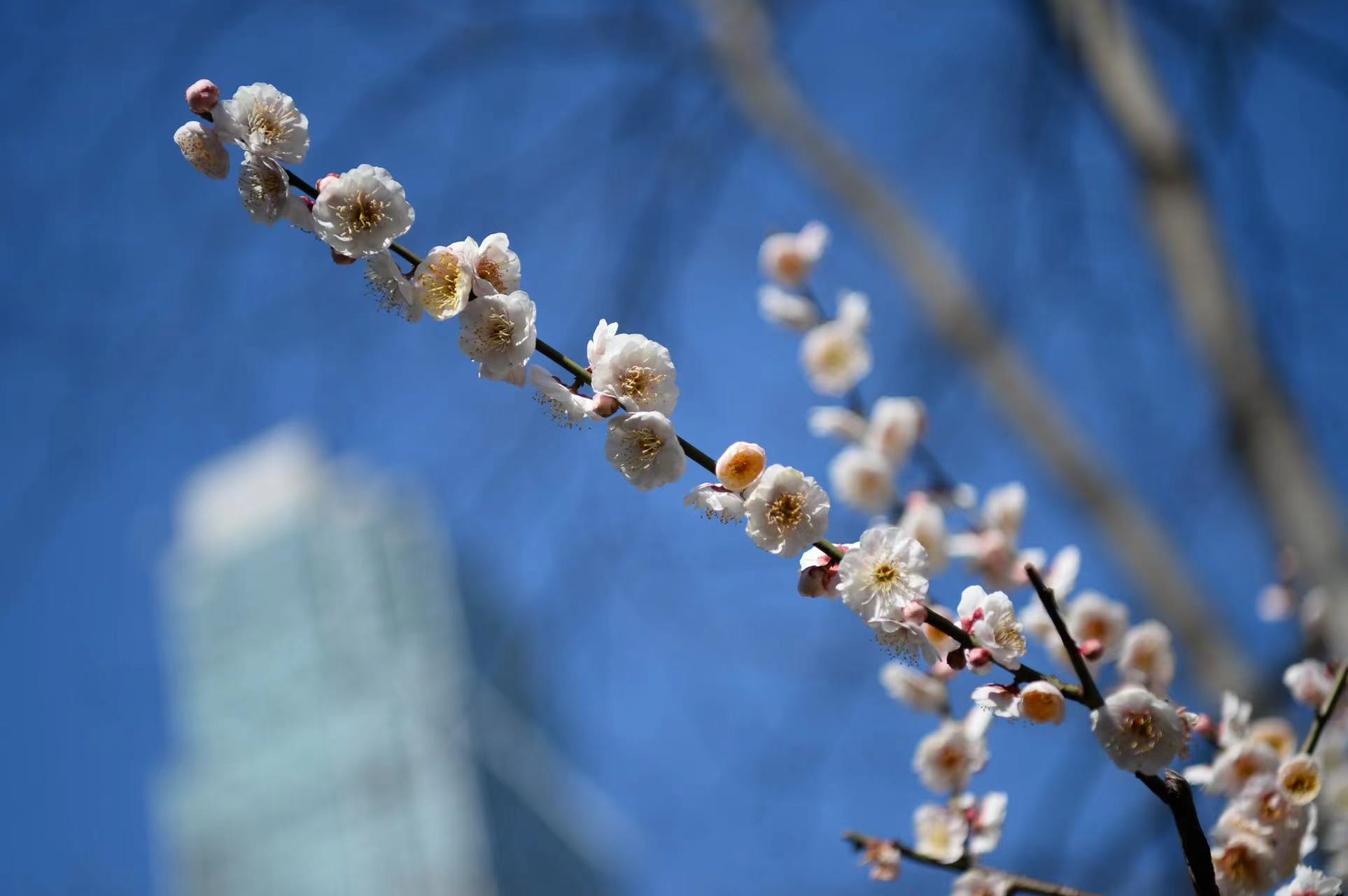 視頻丨粉雕玉琢,靜安雕塑公園枝上梅花俏