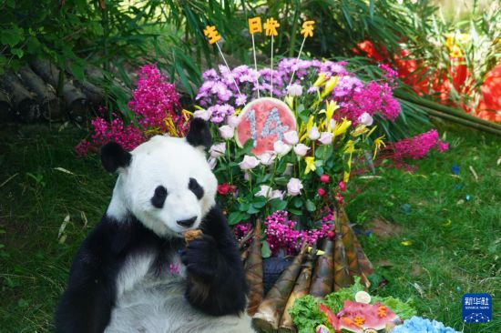 青海西宁:大熊猫"双欣""和兴"迎来生日会