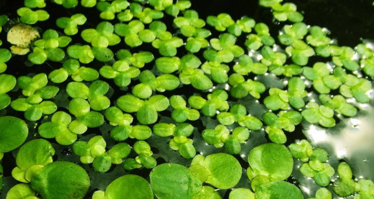 藻类植物 生活环境图片