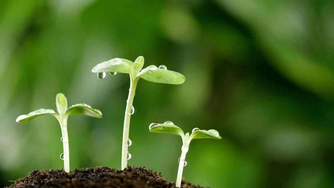 心理测试 选出你认为最具生命力的小芽