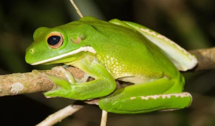 老爷树蛙长啥样