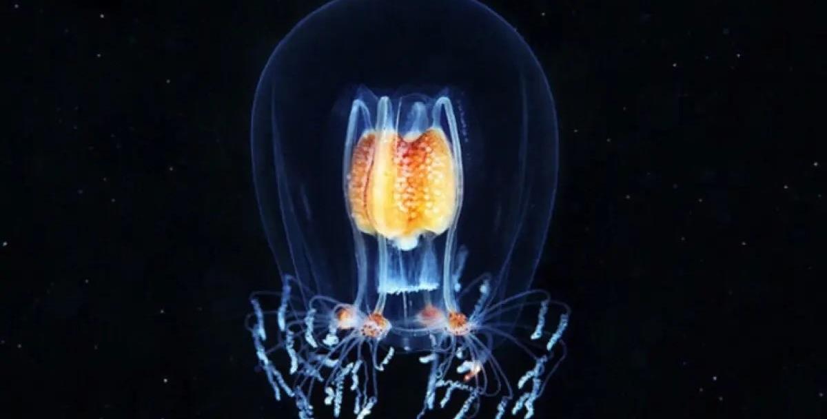 灯塔水母:自我永生的神奇生物,真相背后的生命哲学