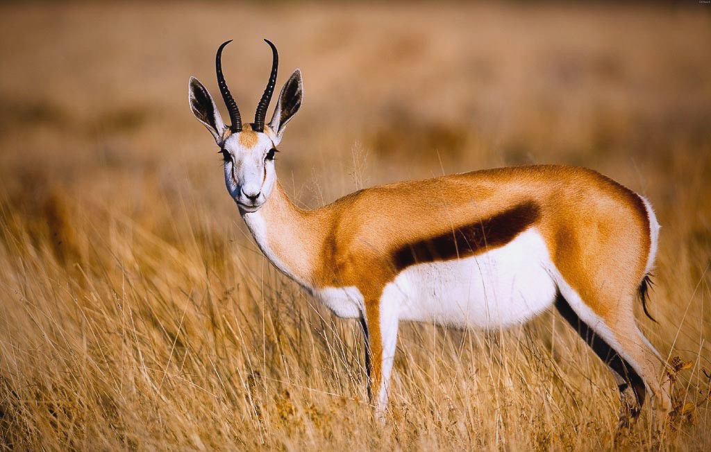 跳羚:我眼中的高贵与力量并存的生命