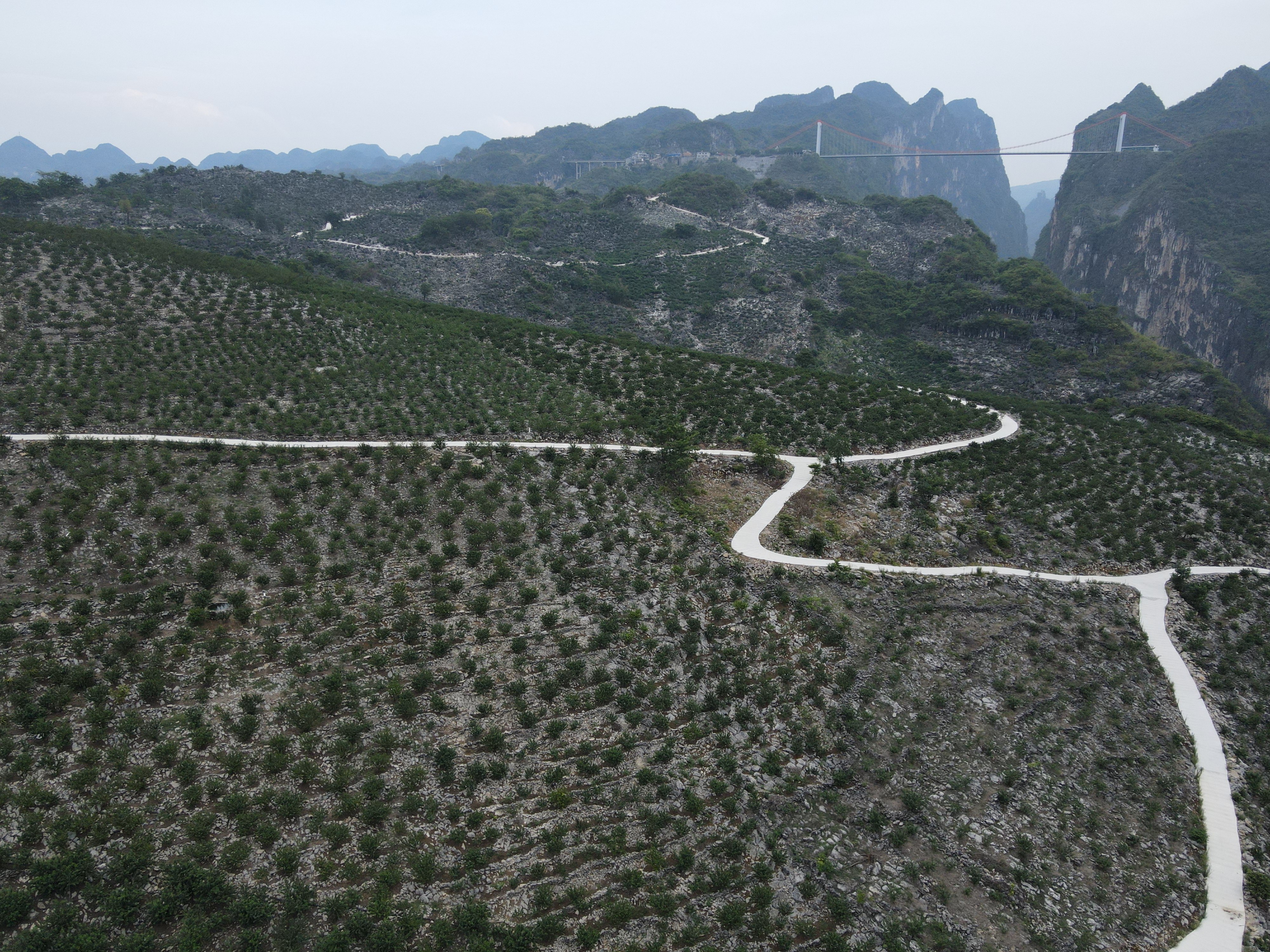 (图文互动)万里石漠上演绿色"逆袭"——贵州石漠化地区生态发展观察