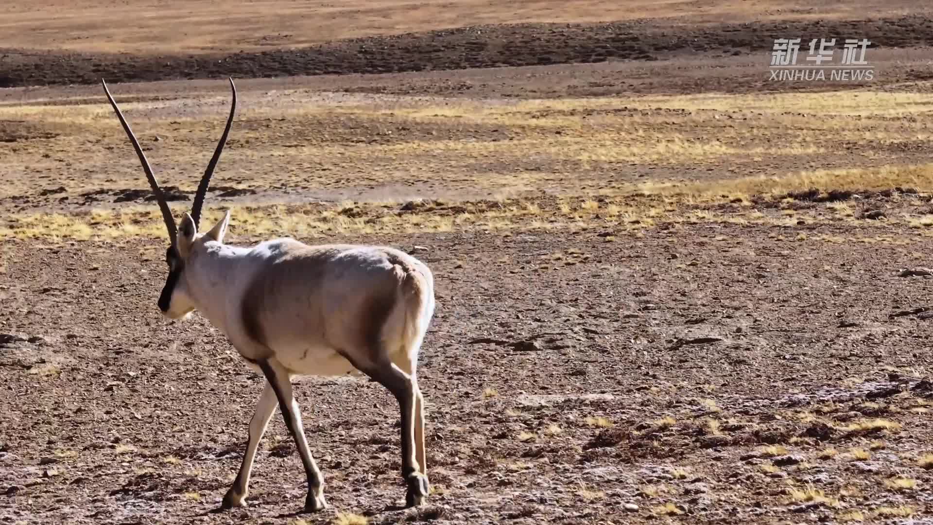 神奇动物在西藏