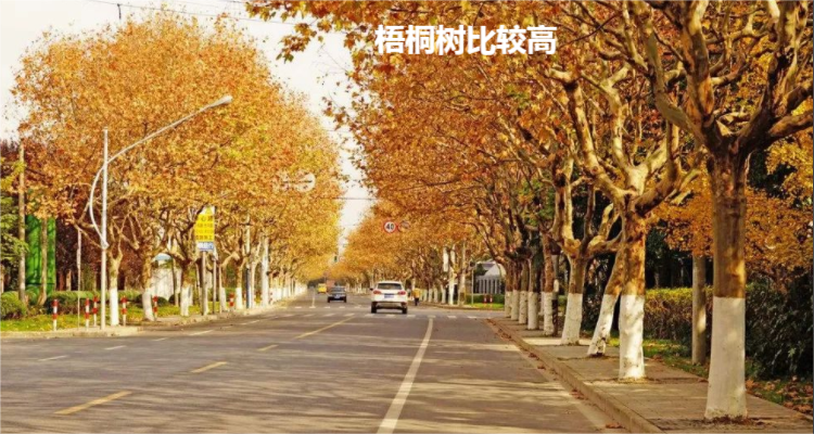 泡桐树和梧桐树的区别