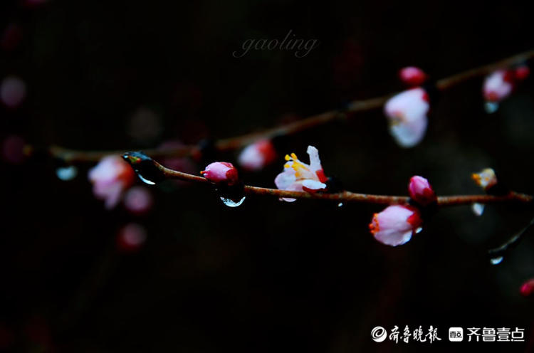 情报站|雨中绽放的杏花有多美?跟随壹粉的镜头来感受一下吧
