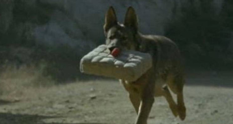 犬王导演姚守岗最后是怎么处理