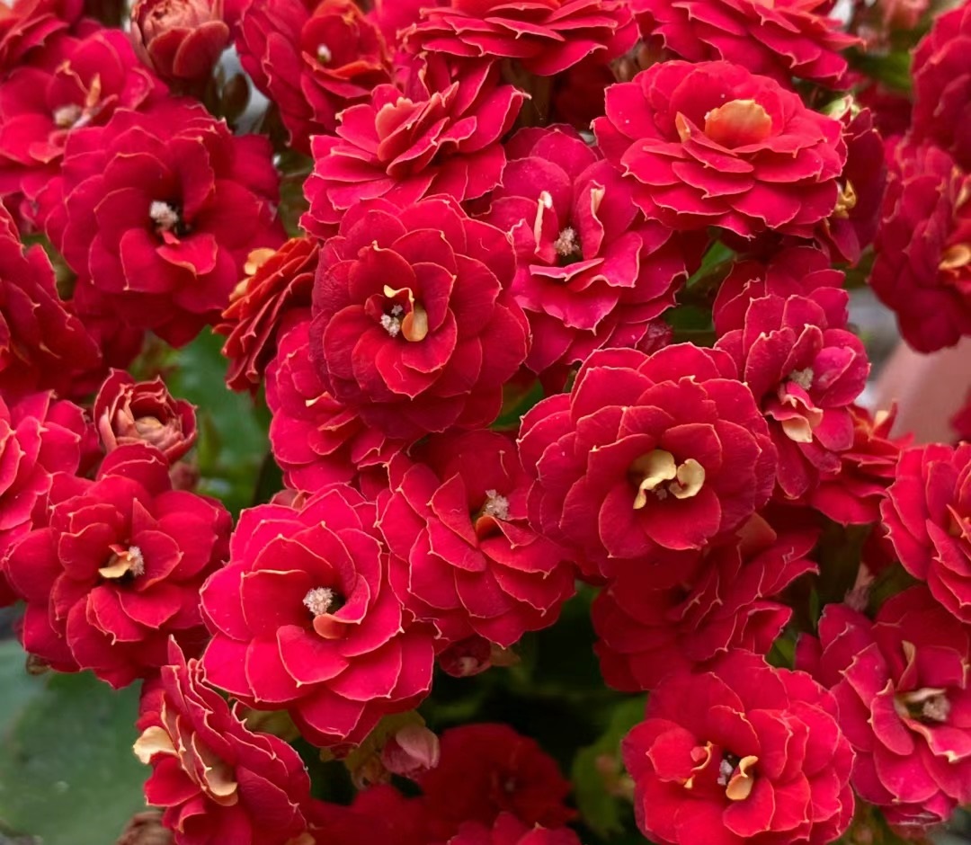 长寿花新品种—红狐狸,花朵大,颜色喜庆,多季绽放,你值得拥有