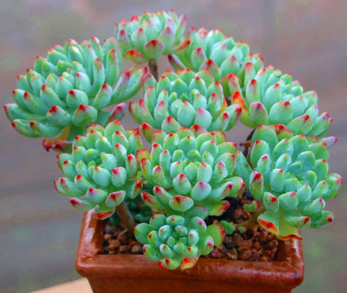 多肉第九期,白姬莲,蓝精灵和天狼星哪个更好养护?