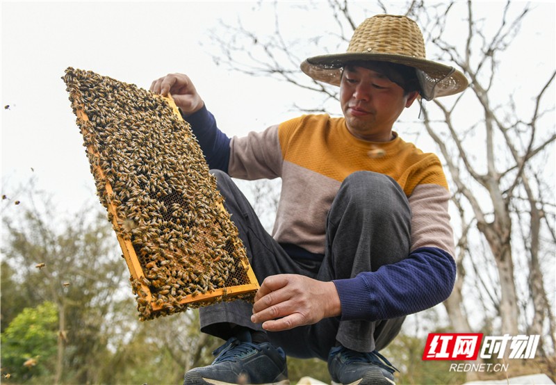 组图丨油菜花开 道县农人采蜜忙