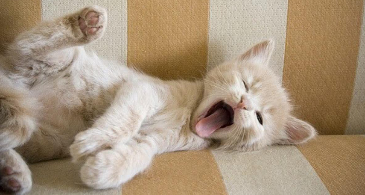 猫在人身上踩奶是什么意思