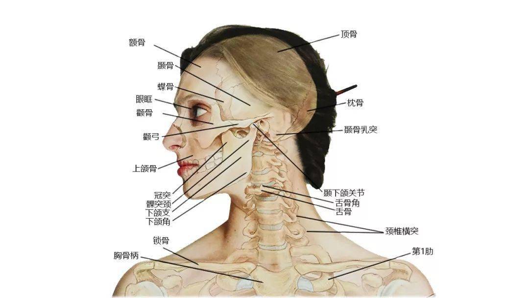 颧骨和颧弓分别在哪里