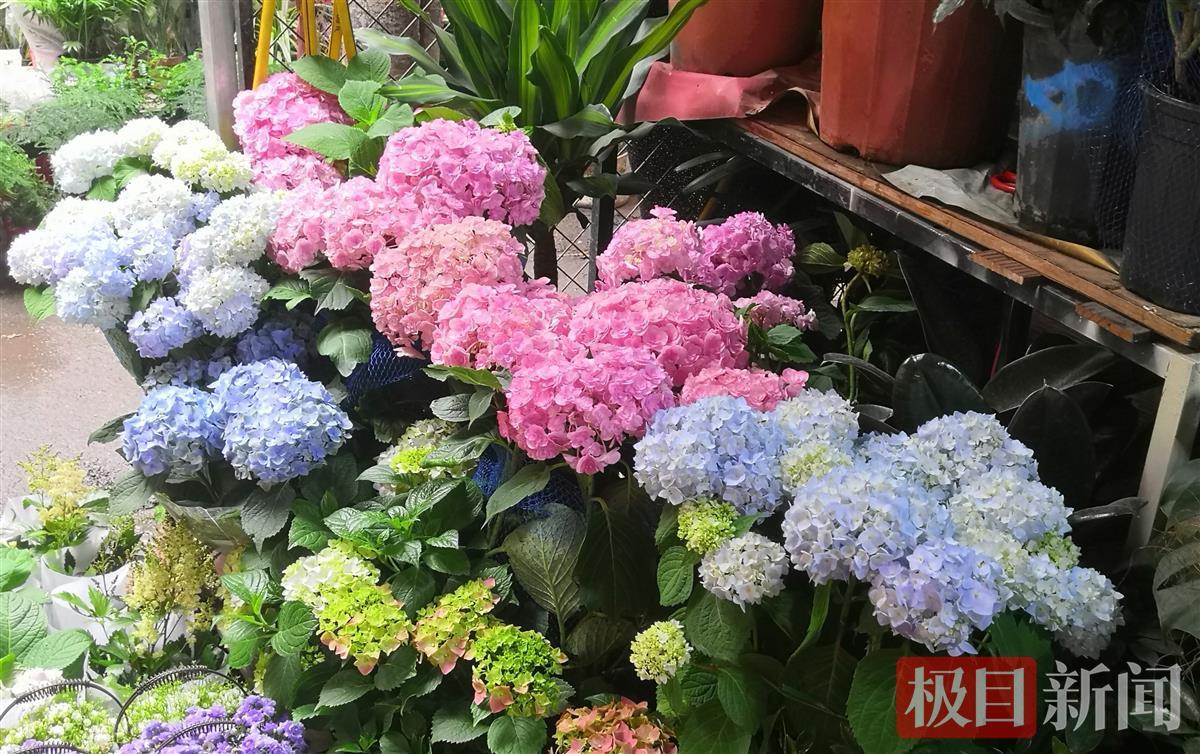 “520”将至鲜花市场火热，年轻人更爱定制款