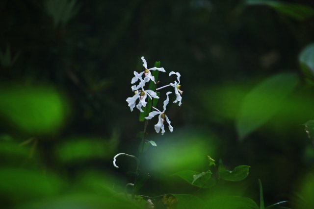 白花拟万代兰开花图图片