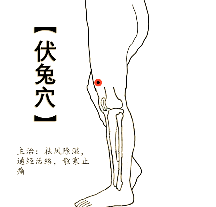 伏兔穴:从定义到临床应用的全面解析