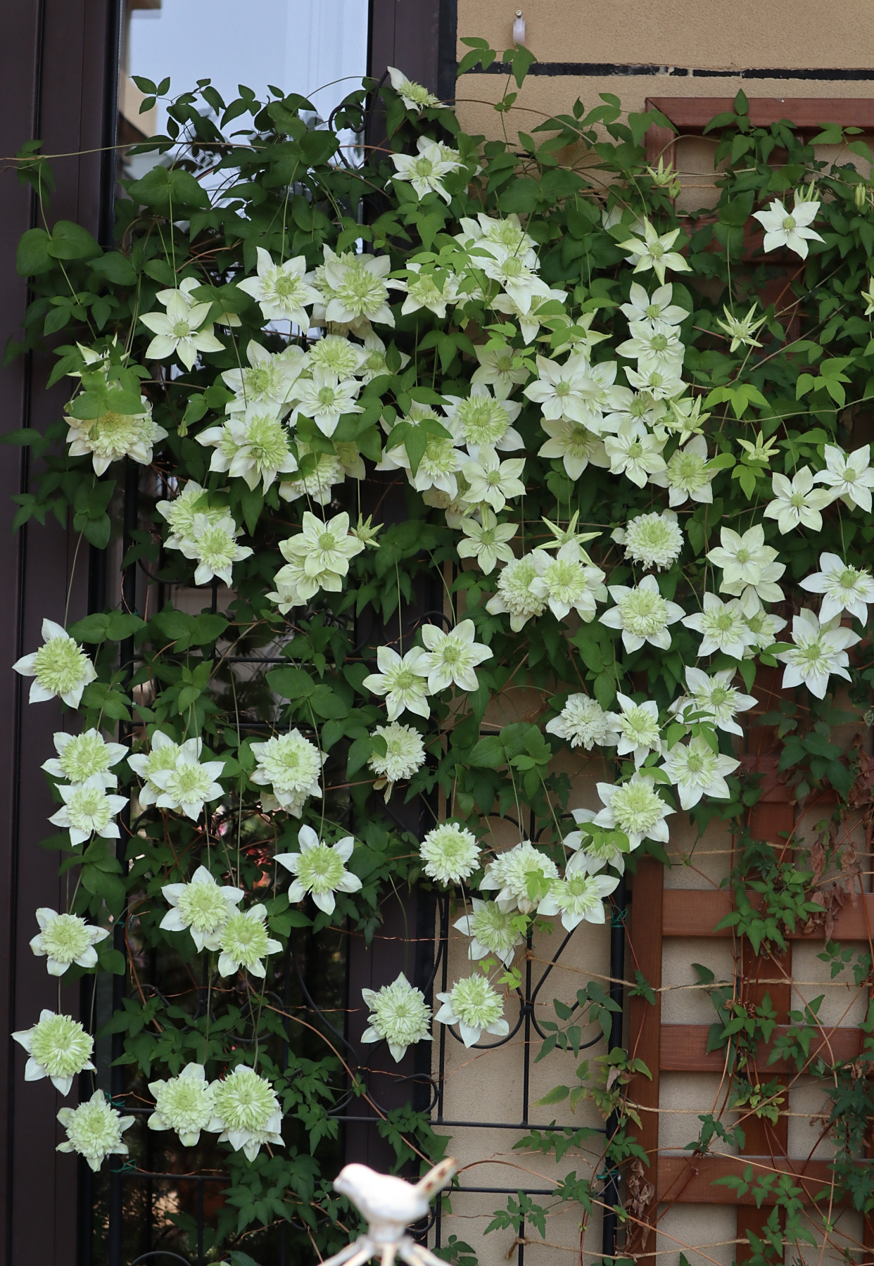 铁线莲"绿玉"—美若玫瑰,三季有花开,栽培容易,北阳台也能养