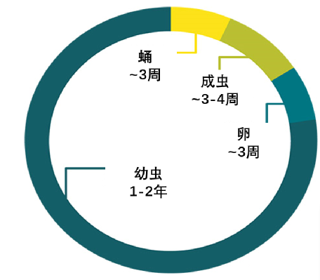 萤火虫结构分析图图片