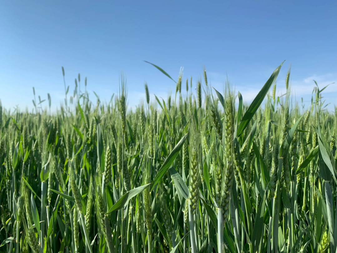 彭阳县12.8万亩冬小麦进入抽穗扬花期