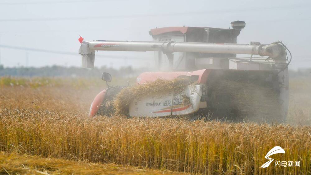 shandong qingyun: "the new road" of saline-alkali land