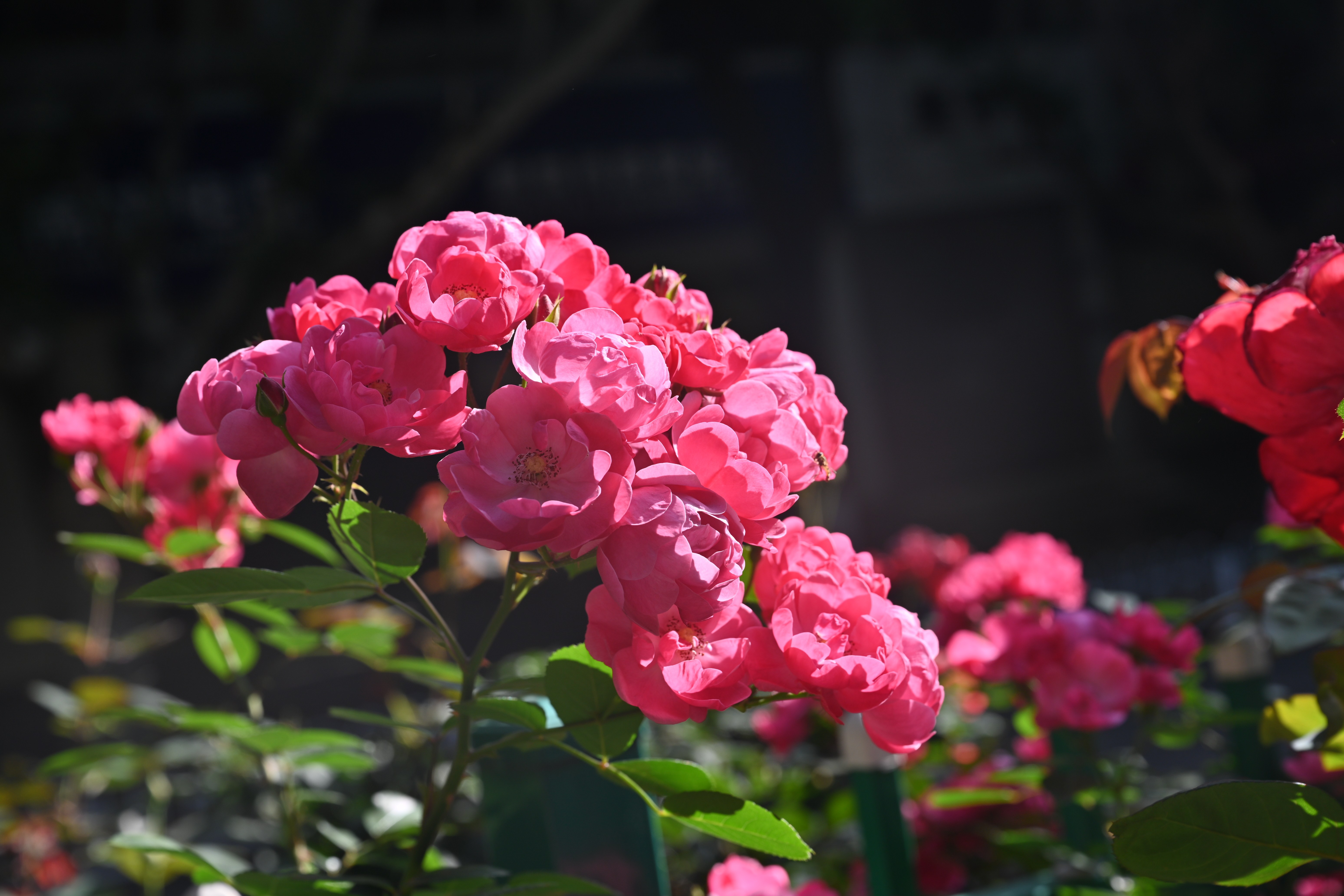 晚春时节麒麟城区的丰花月季怒放