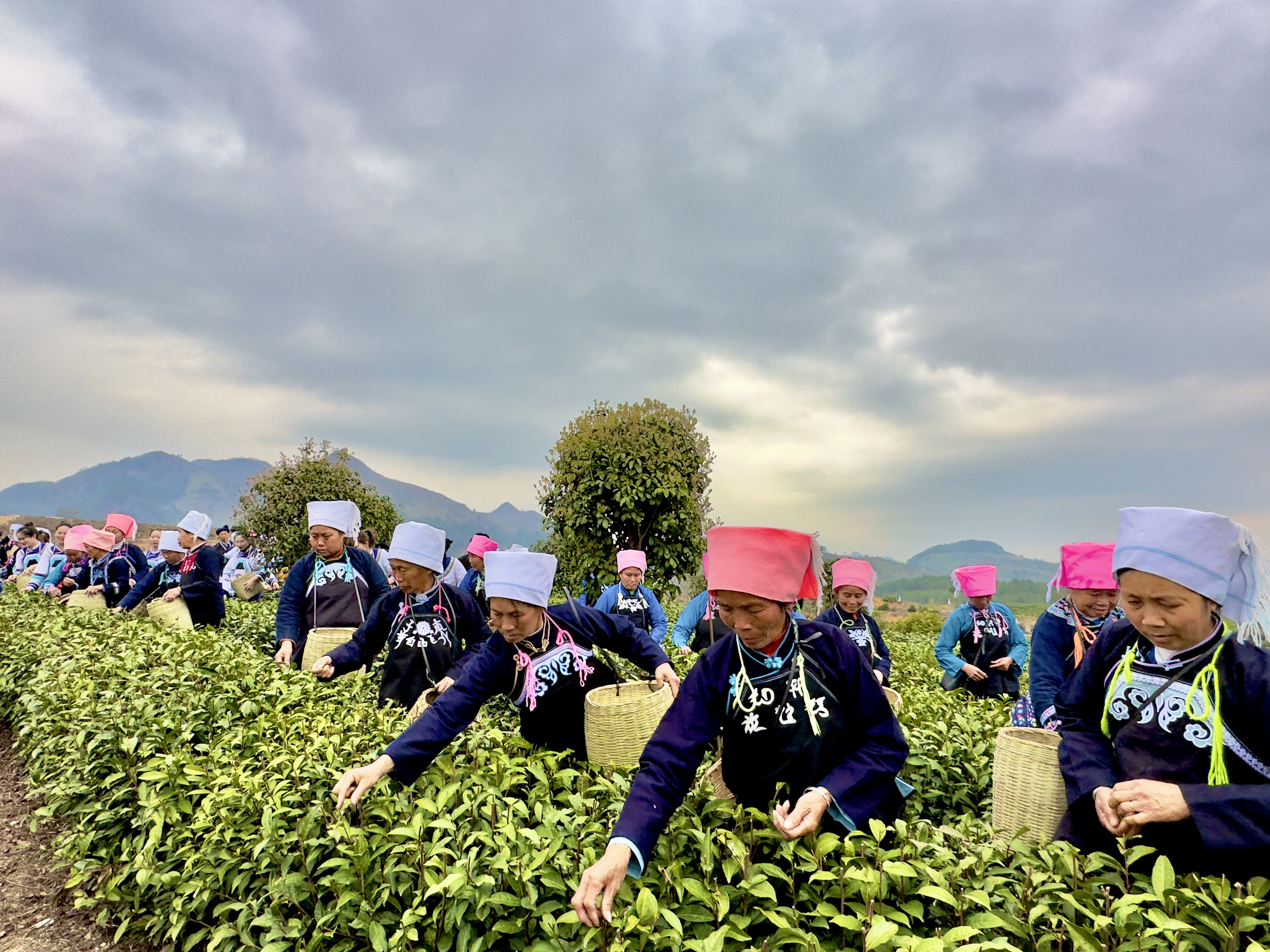暨平塘县第八届"都匀毛尖·平塘甲茶——贵州春茶第一壶"开采仪式举行