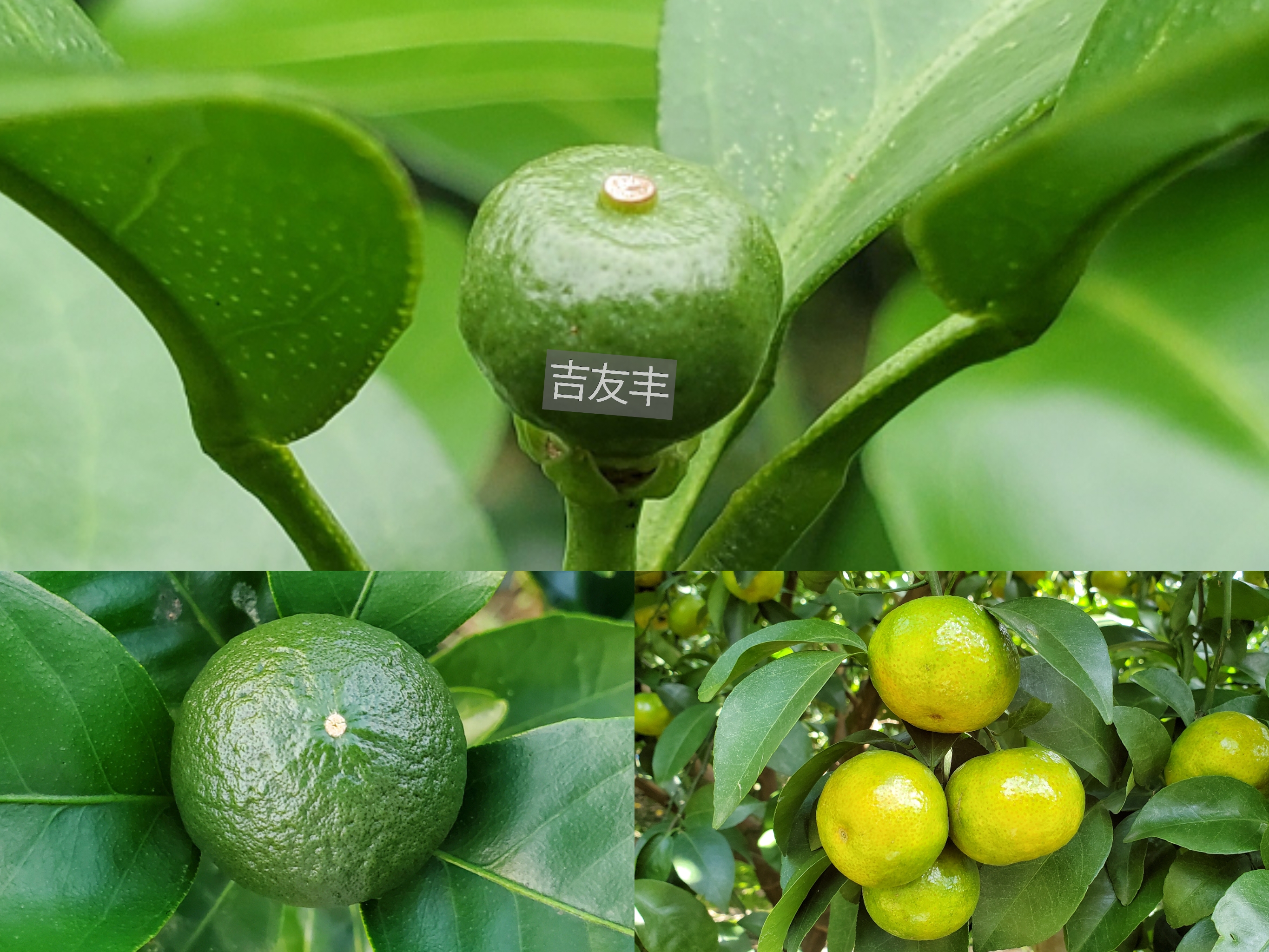 柑橘幼果期,果实膨大期,着色期如何选肥料呢?