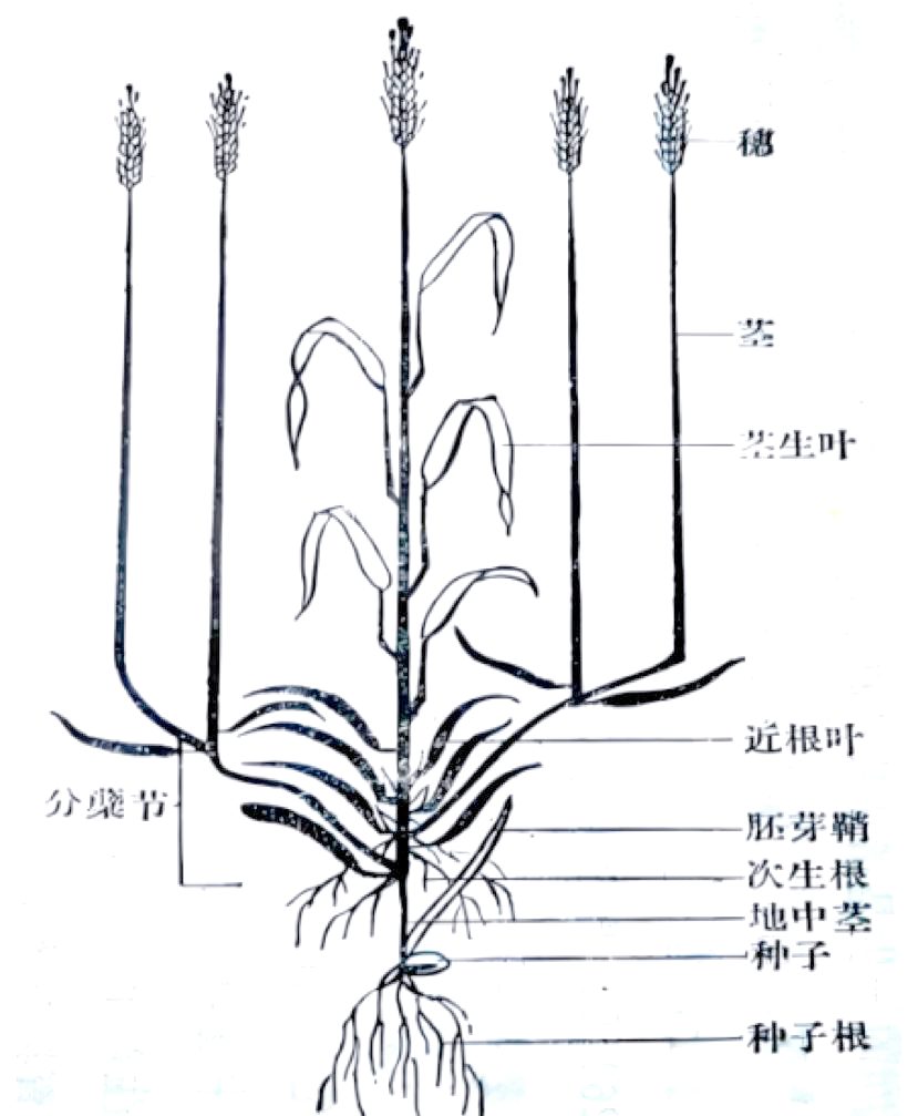 小麦根茎结构与生长条件解析