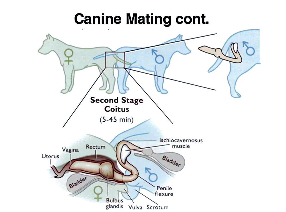 犬科交配策略进化:锁结背后的生存智慧
