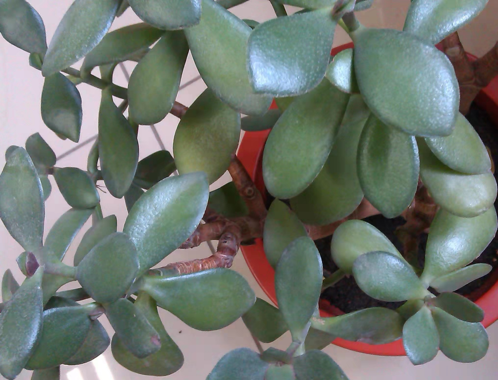 玉树叶子发软是什么原因?