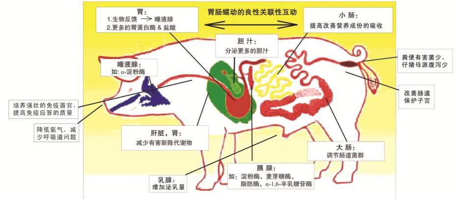 泰瑞宝-新一代饲料替抗升级产品 天然植物精油 植物提取物