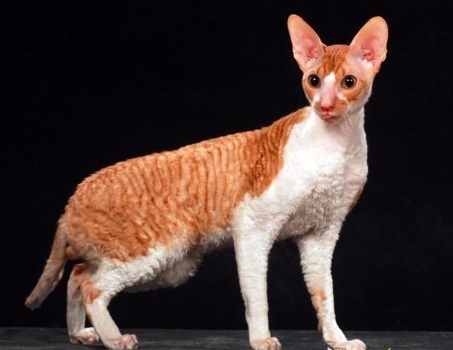 有猫中超模之称的柯尼斯卷毛猫