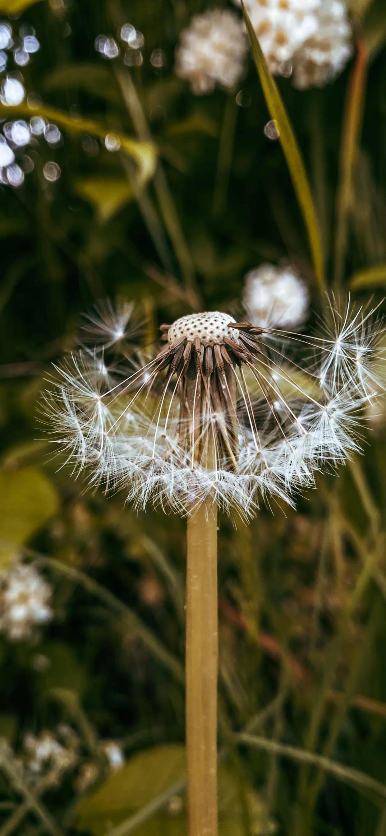 蒲公英壁纸,随风飞随风吹,去一个新的地方