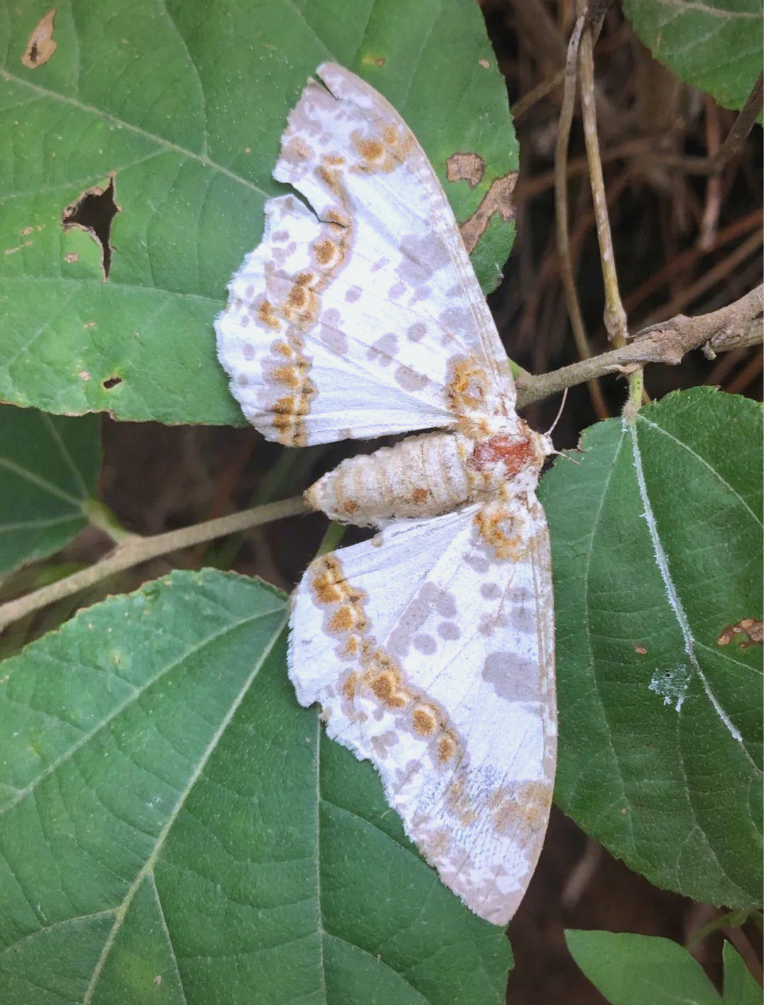 多种尺蛾分布广泛,它们有什么独特魅力