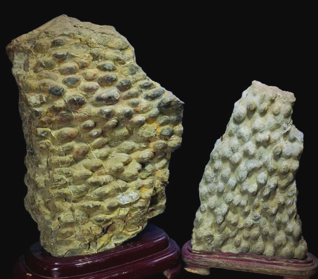 「自然探秘」发现地球上的制氧"奇才"