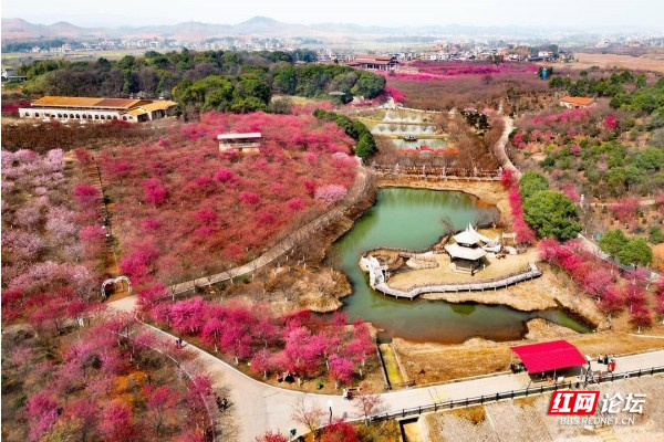 「每日一圖@湖南」航拍常寧百萬櫻花園,這是春天最美的顏色