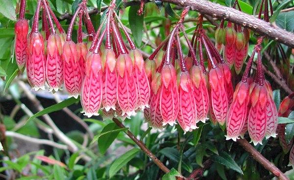 树萝卜:俗气的名字下隐藏着惊艳的外貌