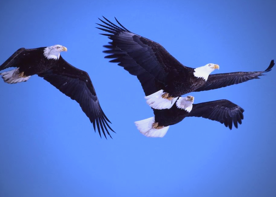 雄鹰:蓝天之王者,象征智慧与力量