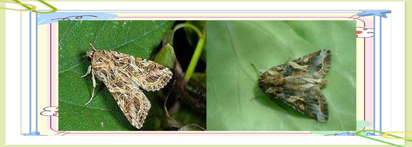 斜纹夜蛾:一种昼伏夜出的植食性害虫