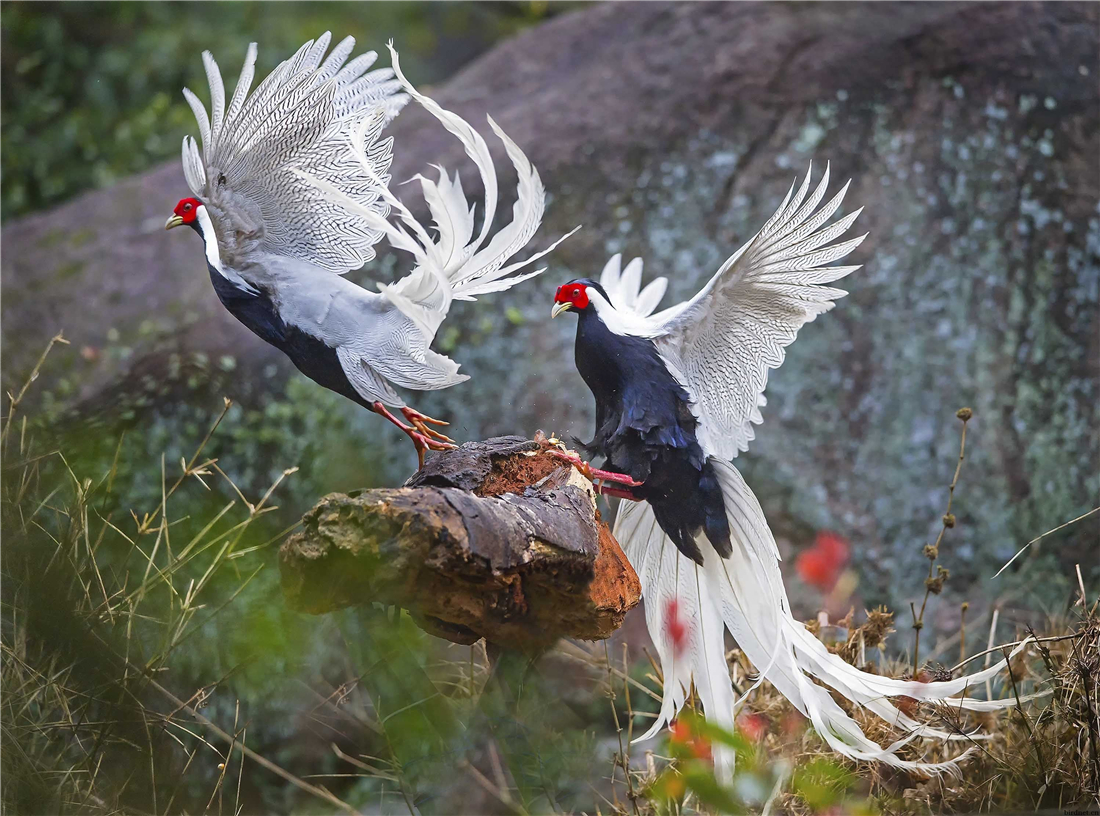 四川峨眉山出现一种仙鸟,红脸颊白长尾,遇到危险雄鸟让雌鸟先逃