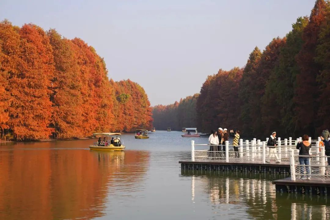 奉贤 太出片啦 海湾国家森林公园彩叶林进入最佳观赏期