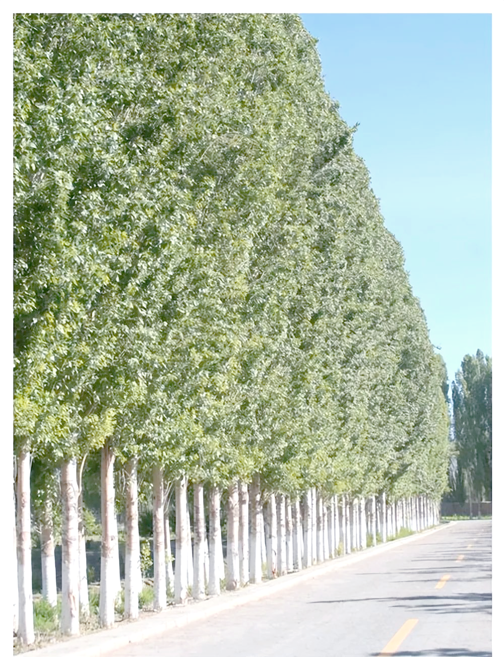 王姣:村口的那排守护乡情的白杨树