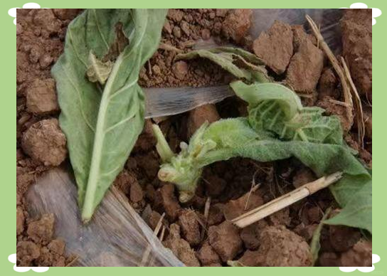 地老虎的危害特点与综合防治方法